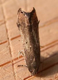 Perimede ricina 